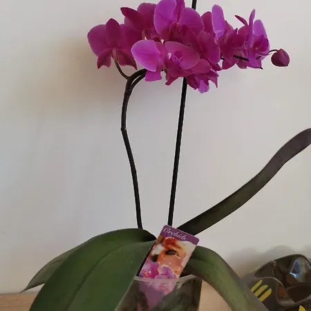 Lejlighed Carnerolo*** *