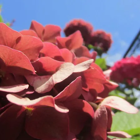 Carnerolo*** Apartamento *